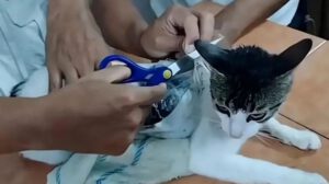 Gato detenido por tráfico de drogas en cárcel rusa