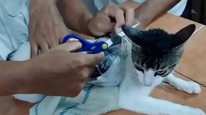 Gato detenido por tráfico de drogas en cárcel rusa
