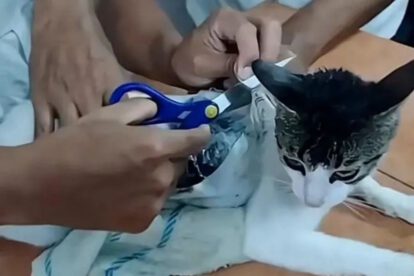Gato detenido por tráfico de drogas en cárcel rusa