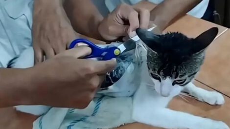 Gato detenido por tráfico de drogas en cárcel rusa