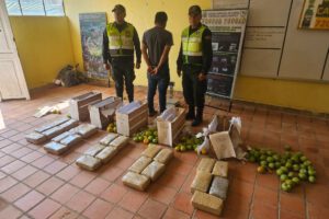 Marihuana camuflada en tomates en Caranavi