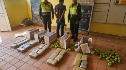 Marihuana camuflada en tomates en Caranavi