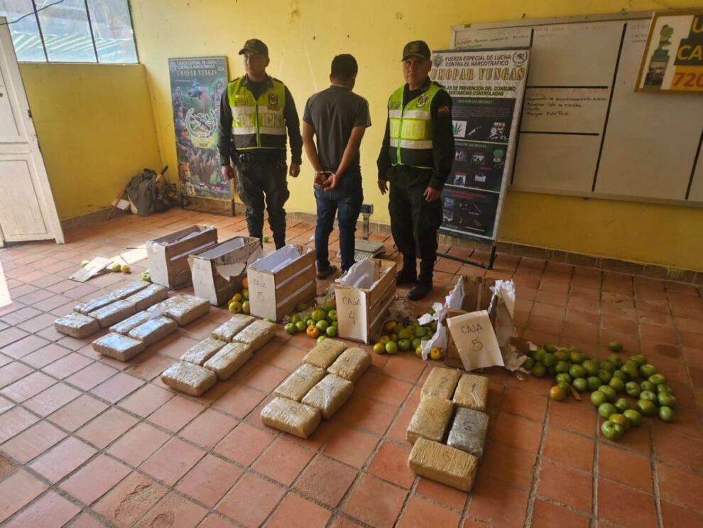 Marihuana camuflada en tomates en Caranavi