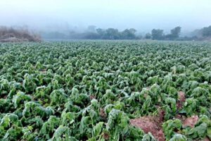 Heladas en cultivos en el altiplano boliviano