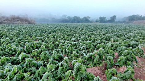 Heladas en cultivos en el altiplano boliviano