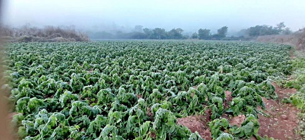 Heladas en cultivos en el altiplano boliviano