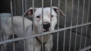 Crisis de refugios animales por deportaciones masivas