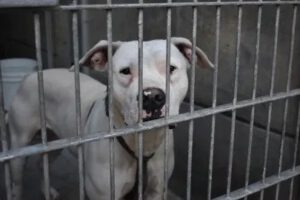 Crisis de refugios animales por deportaciones masivas