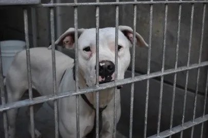 Crisis de refugios animales por deportaciones masivas