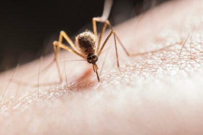 Día Mundial del Mosquito y su impacto en la salud global