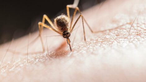 Día Mundial del Mosquito y su impacto en la salud global