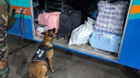 Incautación de marihuana en Cochabamba