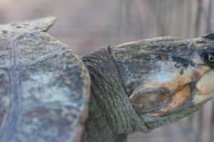 Rescatan tortugas que eran comercializadas ilegalmente en El Alto