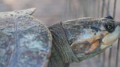 Rescatan tortugas que eran comercializadas ilegalmente en El Alto