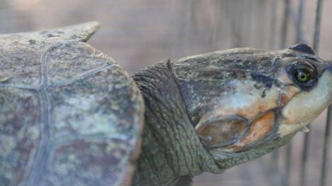 Rescatan tortugas que eran comercializadas ilegalmente en El Alto