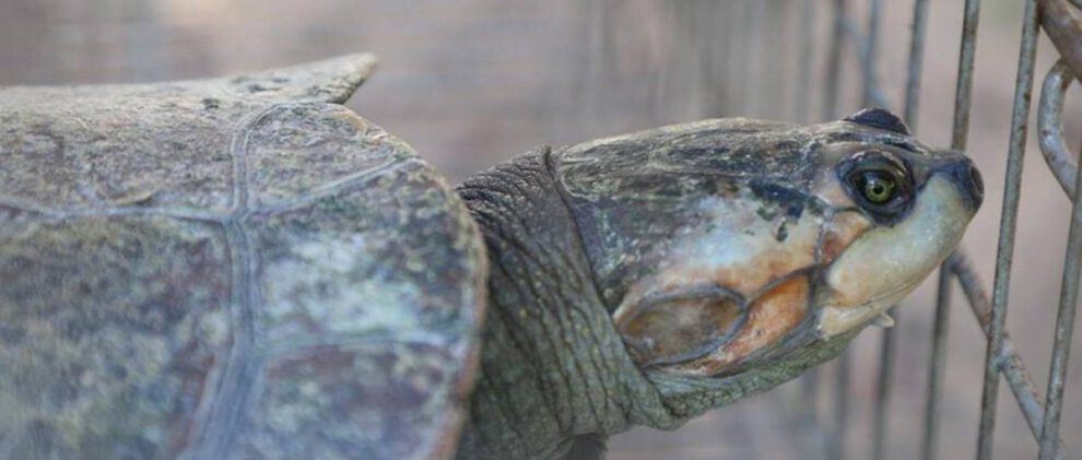 Rescatan tortugas que eran comercializadas ilegalmente en El Alto