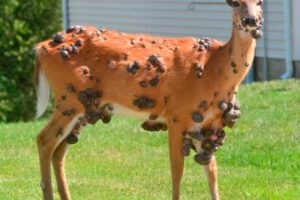 Ciervos con fibromas en la piel