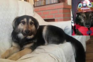 Petardo héroe canino de las movilizaciones en Potosí