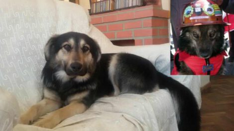 Petardo héroe canino de las movilizaciones en Potosí