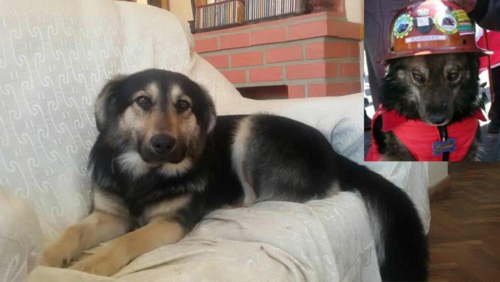 Petardo héroe canino de las movilizaciones en Potosí