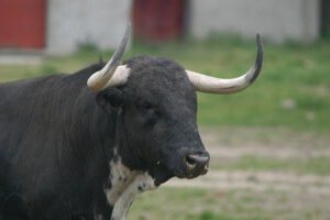 Intento de linchamiento en Villa Verde por robo de toro