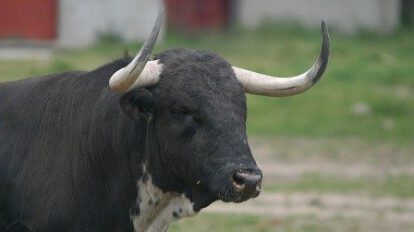 Intento de linchamiento en Villa Verde por robo de toro