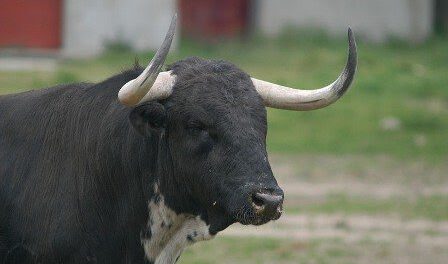 Intento de linchamiento en Villa Verde por robo de toro