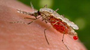 Malaria en el Beni