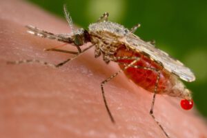 Malaria en el Beni