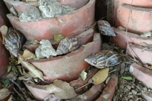 caracol gigante africano en el programa de erradicación del Senasag