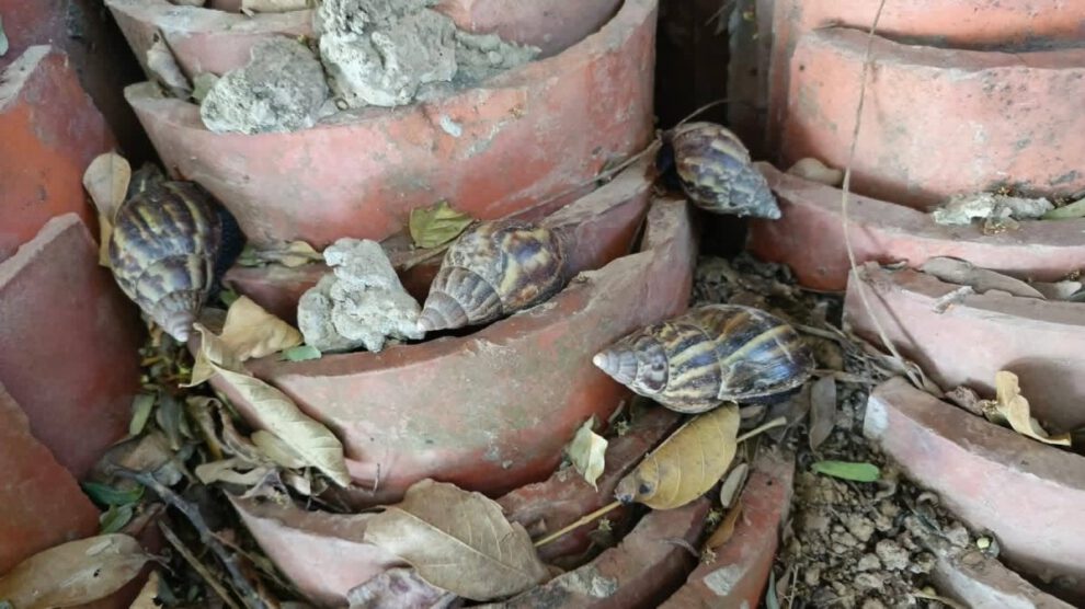caracol gigante africano en el programa de erradicación del Senasag