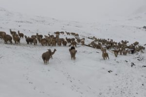 Nevadas en Cocapata afectan cultivos y animales