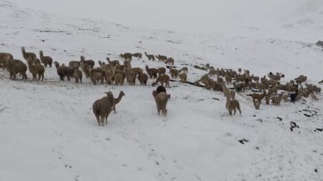Nevadas en Cocapata afectan cultivos y animales