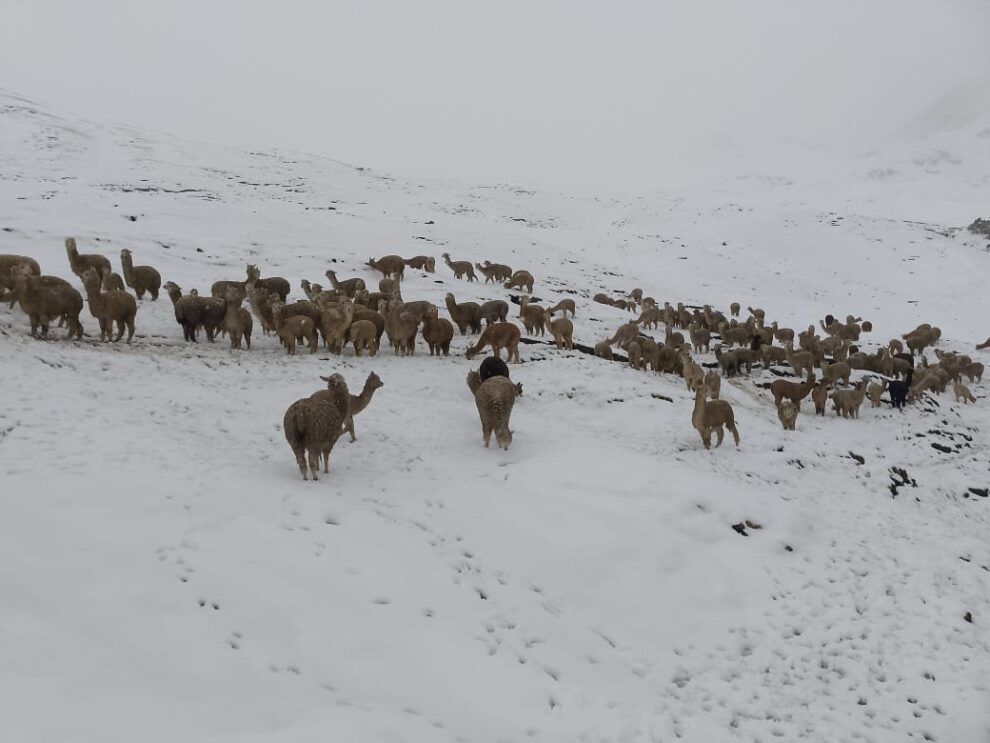 Nevadas en Cocapata afectan cultivos y animales