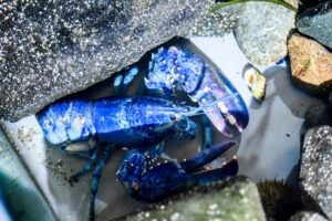 Langostas azules en Massachusetts