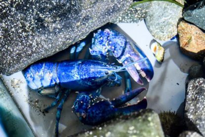 Langostas azules en Massachusetts