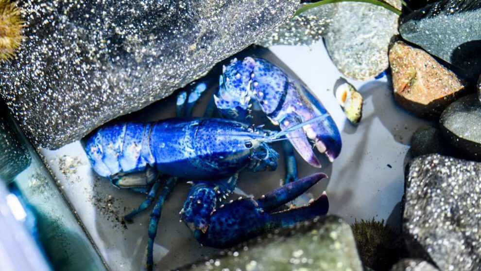 Langostas azules en Massachusetts