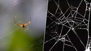 Arañas bajo el efecto de drogas en experimento de la NASA