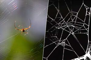 Arañas bajo el efecto de drogas en experimento de la NASA