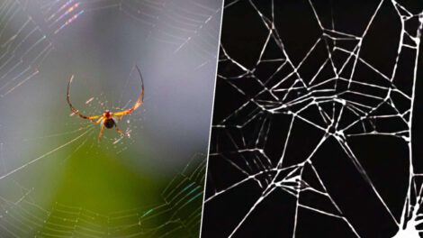 Arañas bajo el efecto de drogas en experimento de la NASA