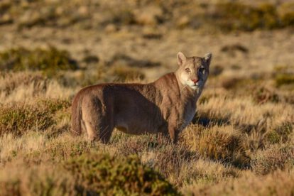 Puma en Argentina: un depredador esencial en peligro
