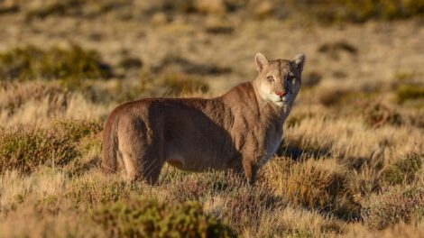 Puma en Argentina: un depredador esencial en peligro