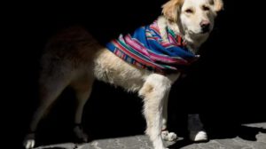 Pasarela canina promueve la tenencia responsable de mascotas
