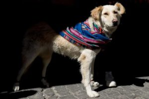 Pasarela canina promueve la tenencia responsable de mascotas