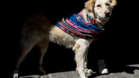 Pasarela canina promueve la tenencia responsable de mascotas