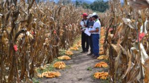 Colecta de maíces nativos en Tarija para preservar la diversidad genética