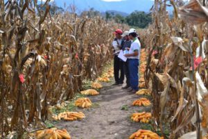 Colecta de maíces nativos en Tarija para preservar la diversidad genética