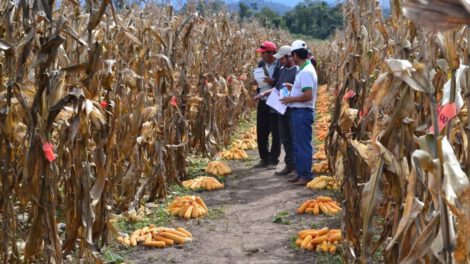 Colecta de maíces nativos en Tarija para preservar la diversidad genética