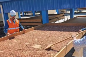 Planta de cacao en Pando