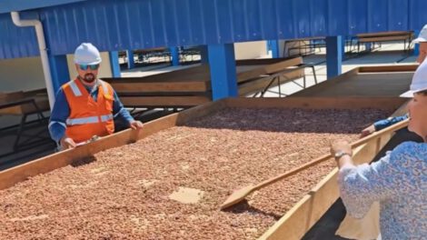 Planta de cacao en Pando